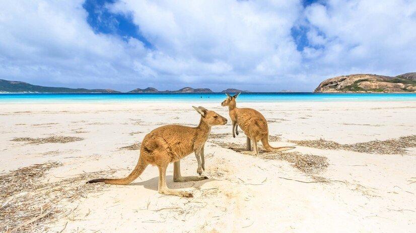 Kangaroos on beach