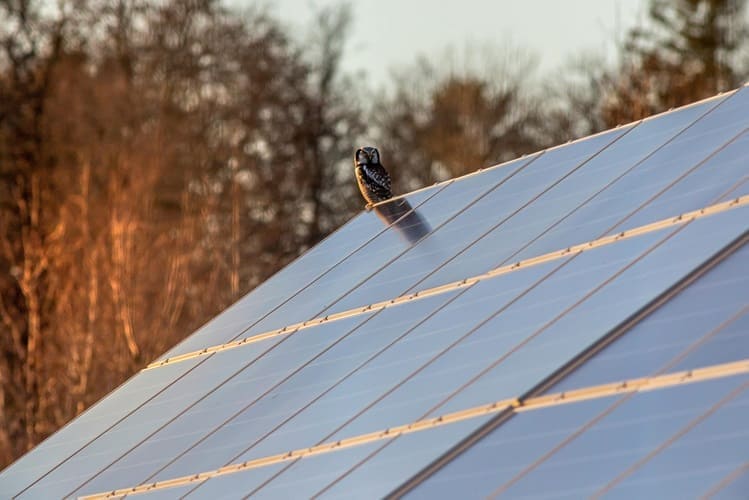 A small owl perched on a reflective solar panel