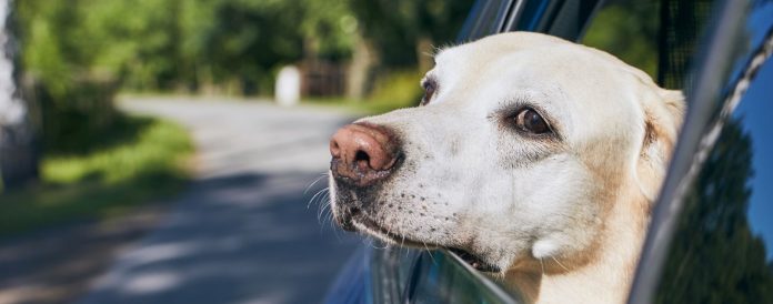 vanlife dog featured