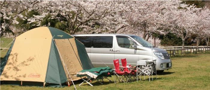 campsite cherry blossom viewing06
