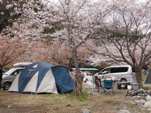 campsite cherry blossom viewing09