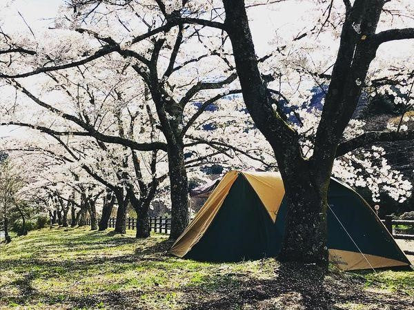campsite cherry blossom viewing12