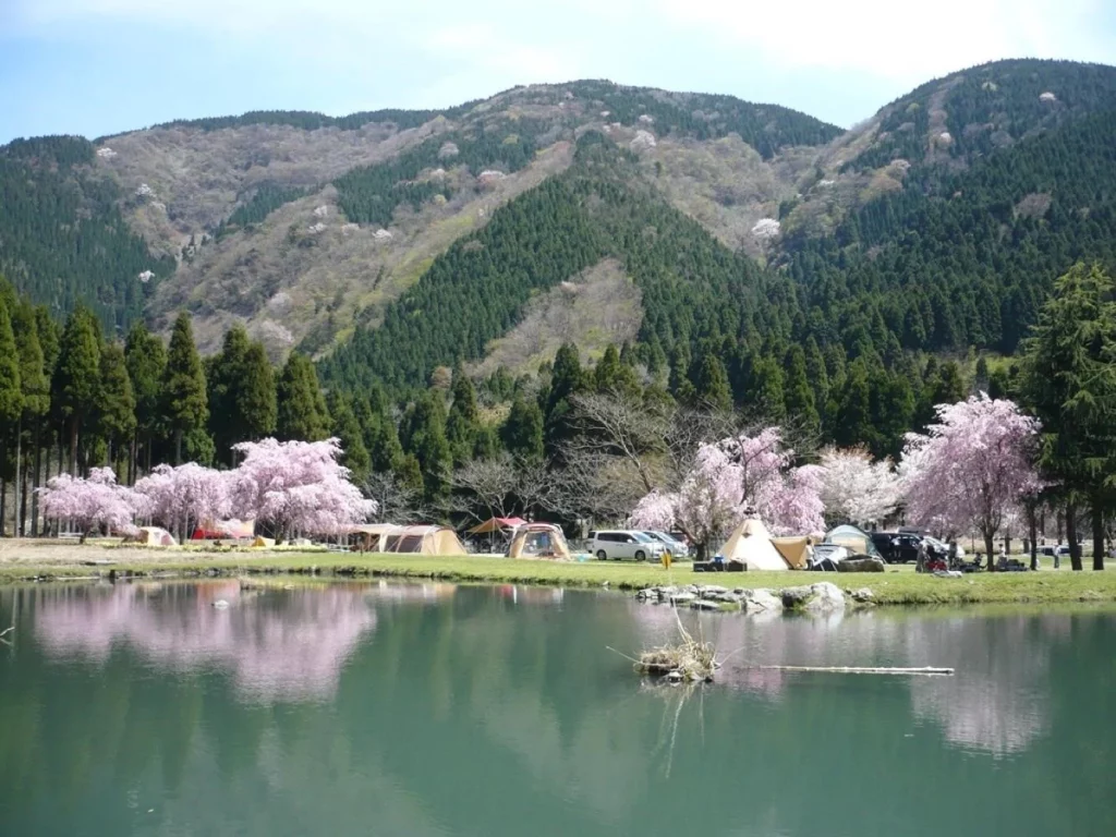 campsite cherry blossom viewing14