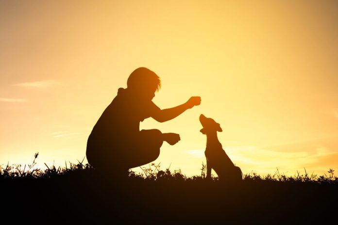 犬 車 中泊