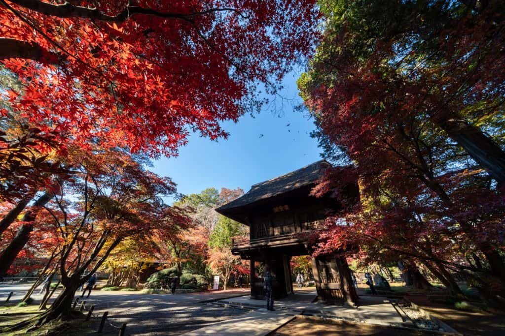 平林寺紅葉