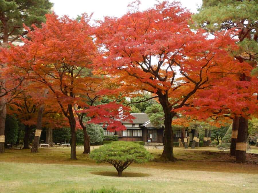 関東 紅葉 名所