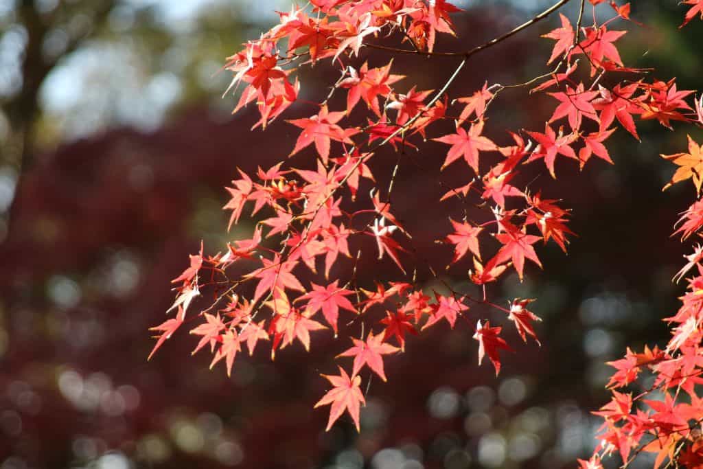 関東 紅葉 名所