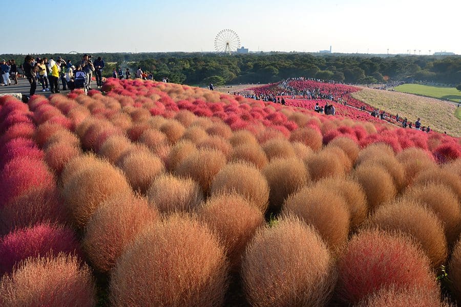 関東 紅葉 名所