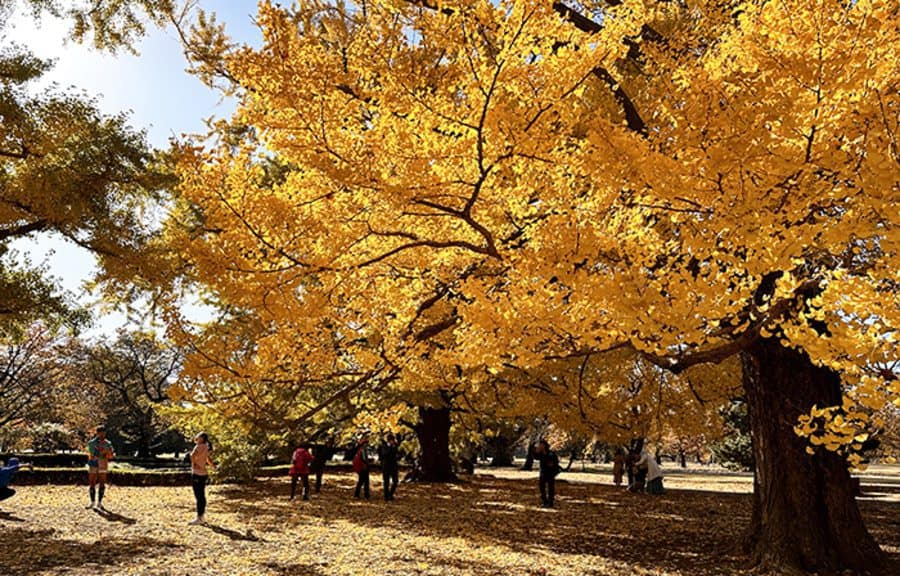 関東 紅葉 スポット	