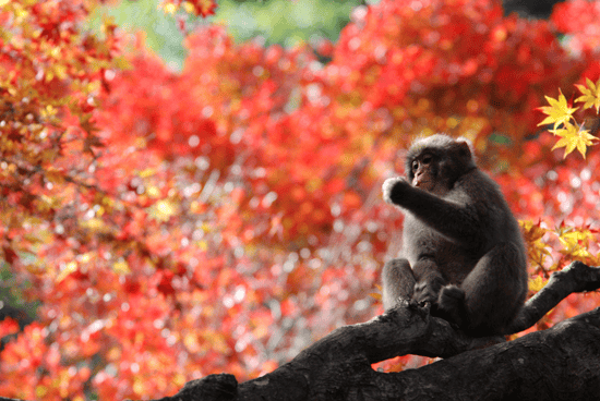 嵐山　紅葉狩り　スポット