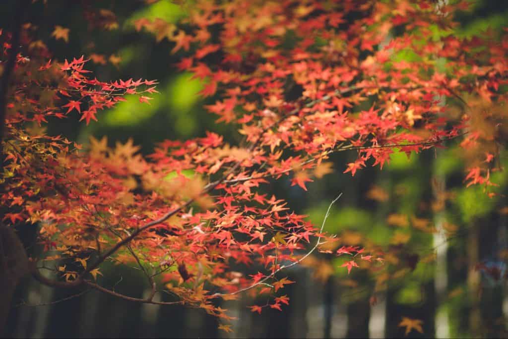 嵐山　紅葉狩り　観光