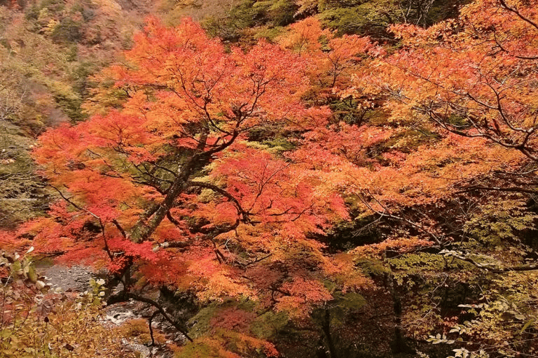 秩父 紅葉 名所