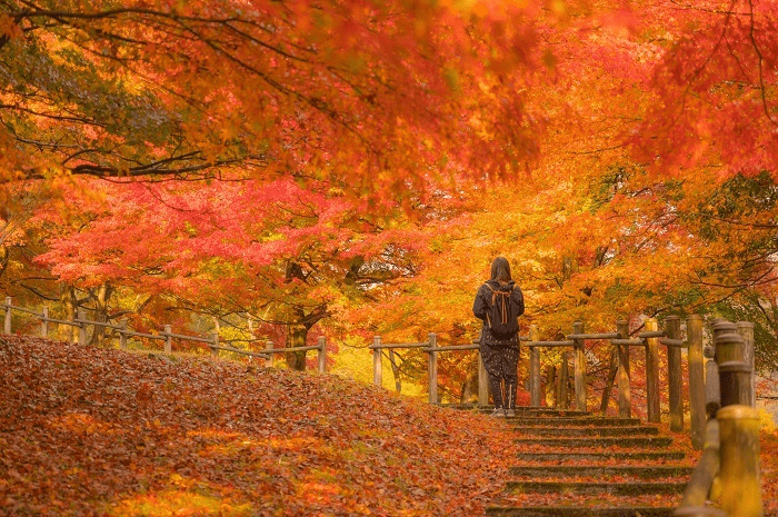 福岡 紅葉 名所