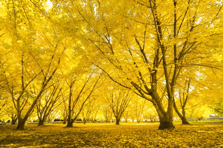 福岡 紅葉 名所