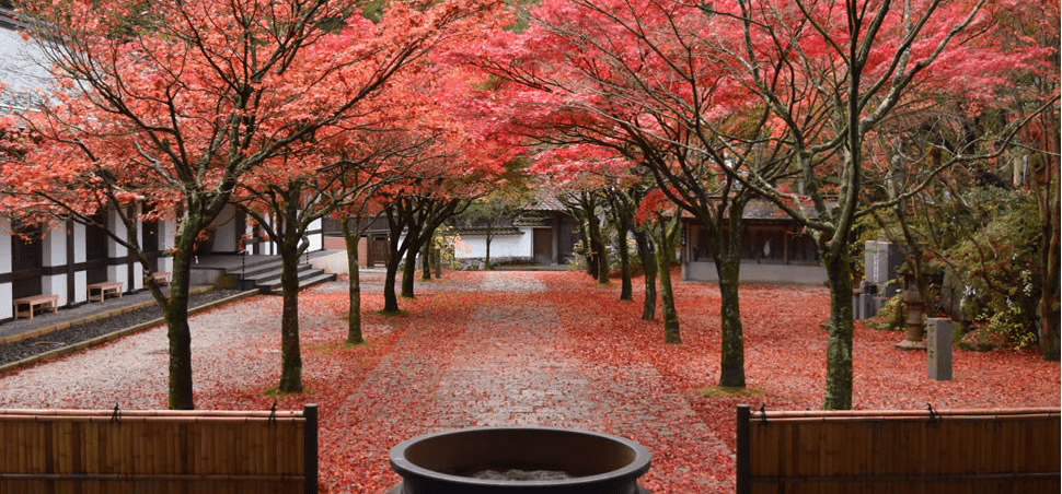 福岡 紅葉 名所