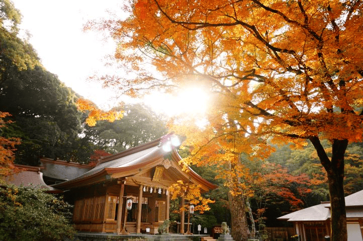 福岡 紅葉 名所