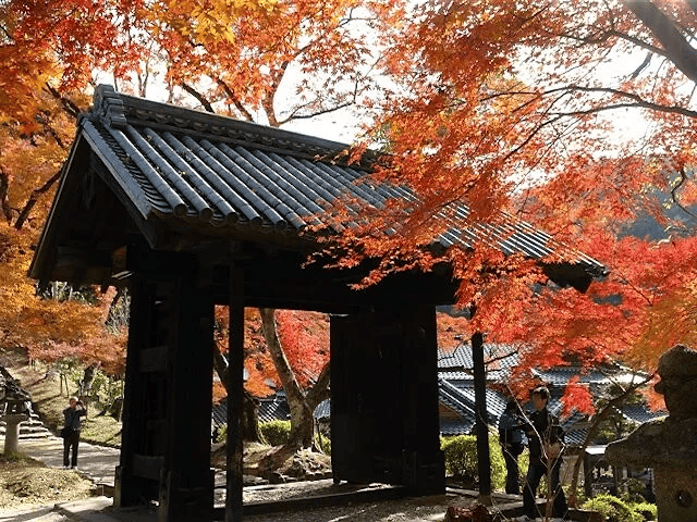 福岡 紅葉 名所