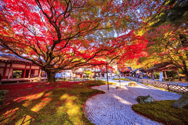 福岡 紅葉 名所