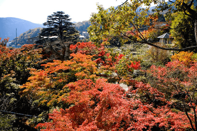 箱根 紅葉 場所