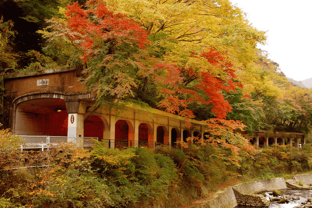 箱根 紅葉 場所