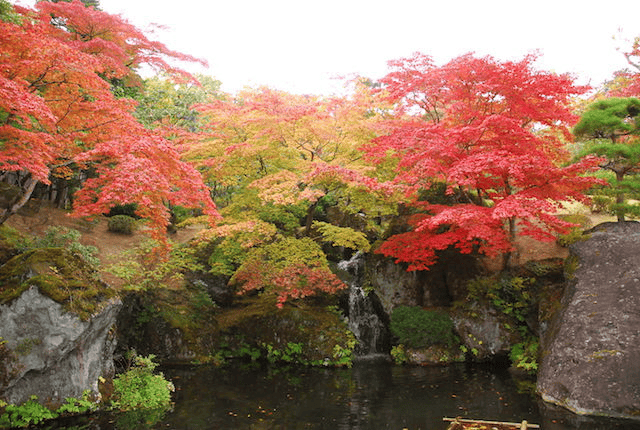 箱根 紅葉 場所