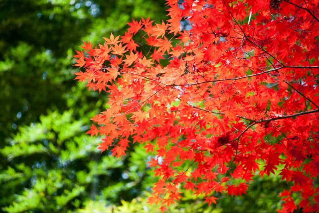 紅葉 関西 シーズン