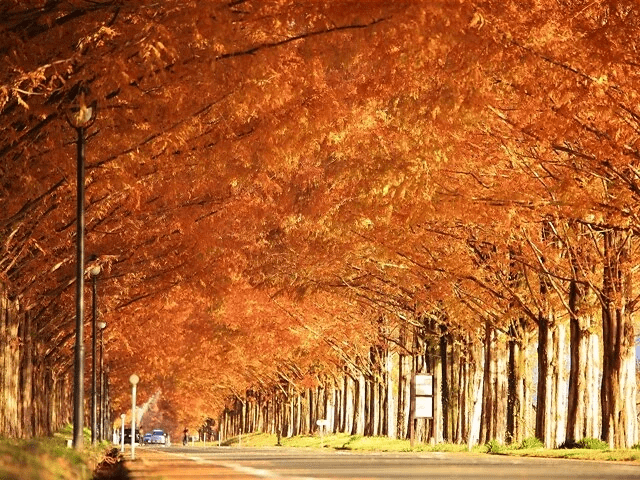 関西 近畿 紅葉 スポット