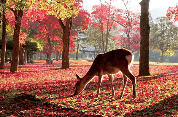 関西 近畿 紅葉 スポット