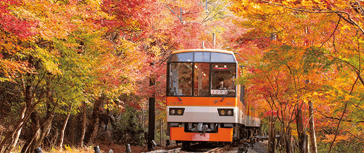 京都 紅葉 おすすめ スポット