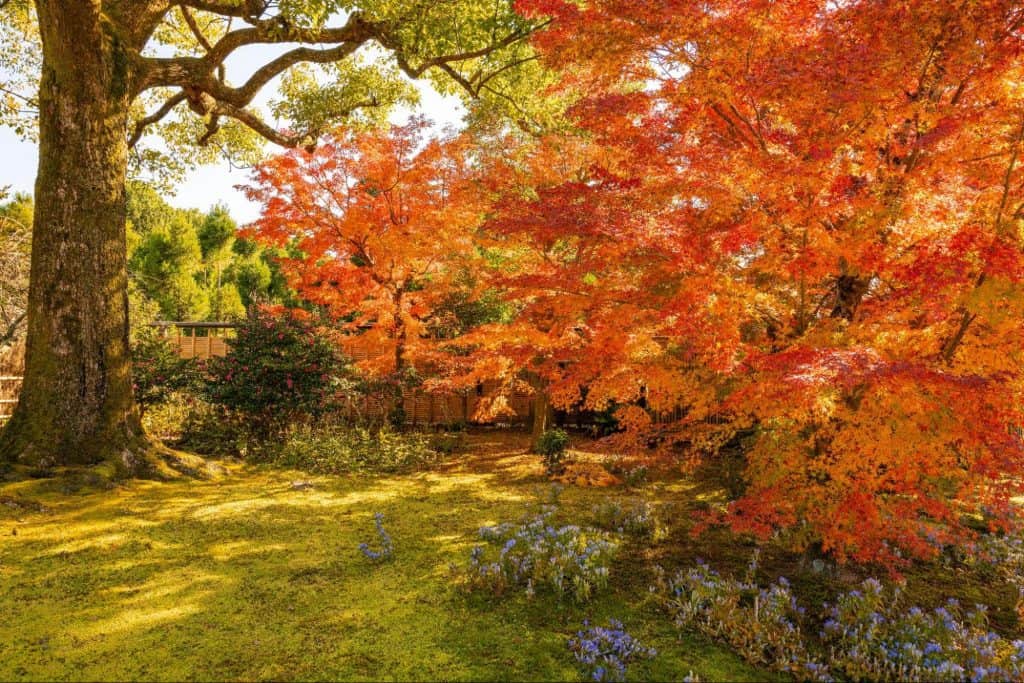 京都 紅葉 おすすめ シーズン