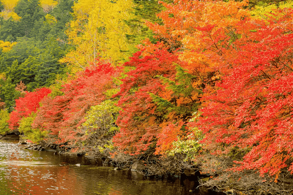 長野 紅葉 場所