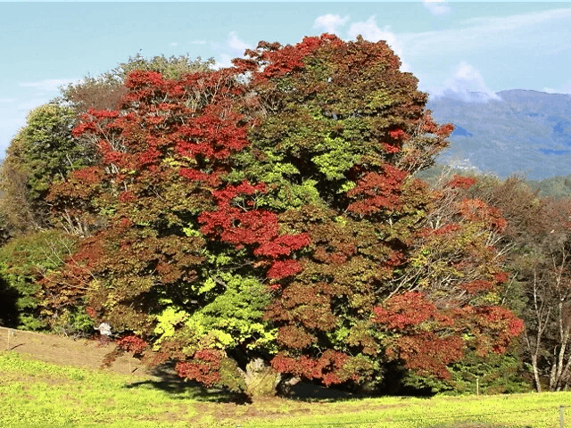 長野 紅葉 場所