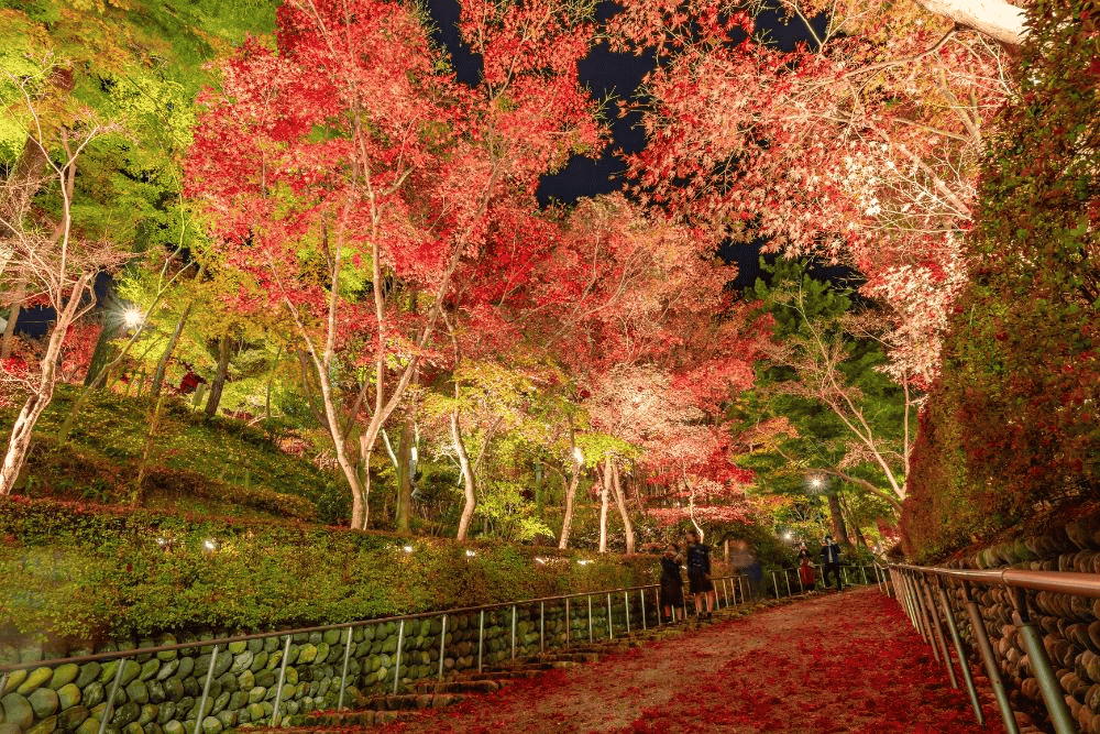 新潟　紅葉　スポット