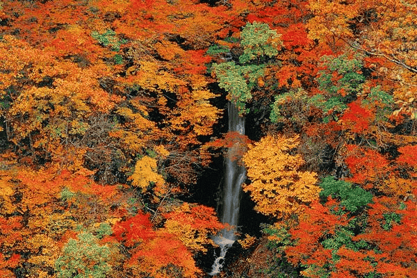 新潟　紅葉　スポット