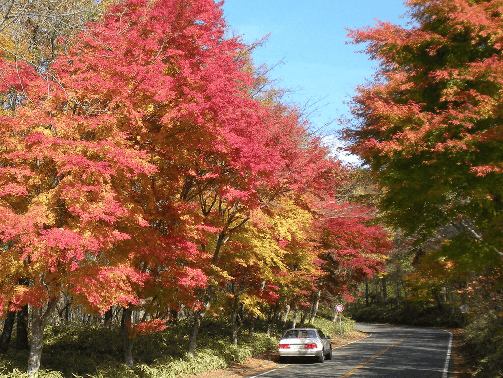 日光 紅葉 おすすめ 名所