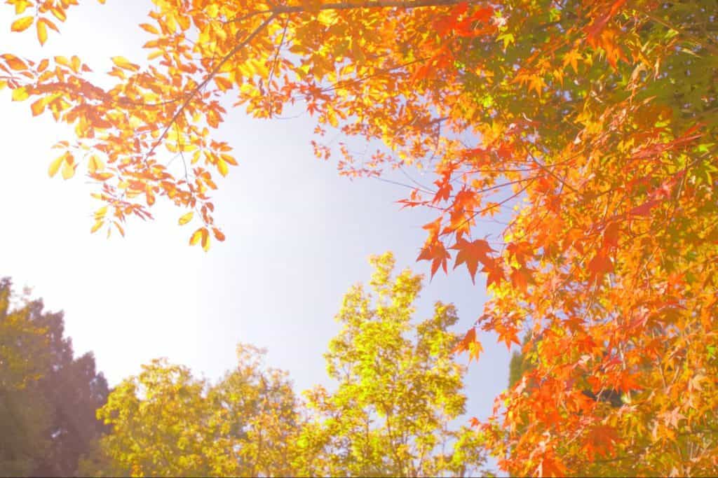 岡山　紅葉　ドライブ