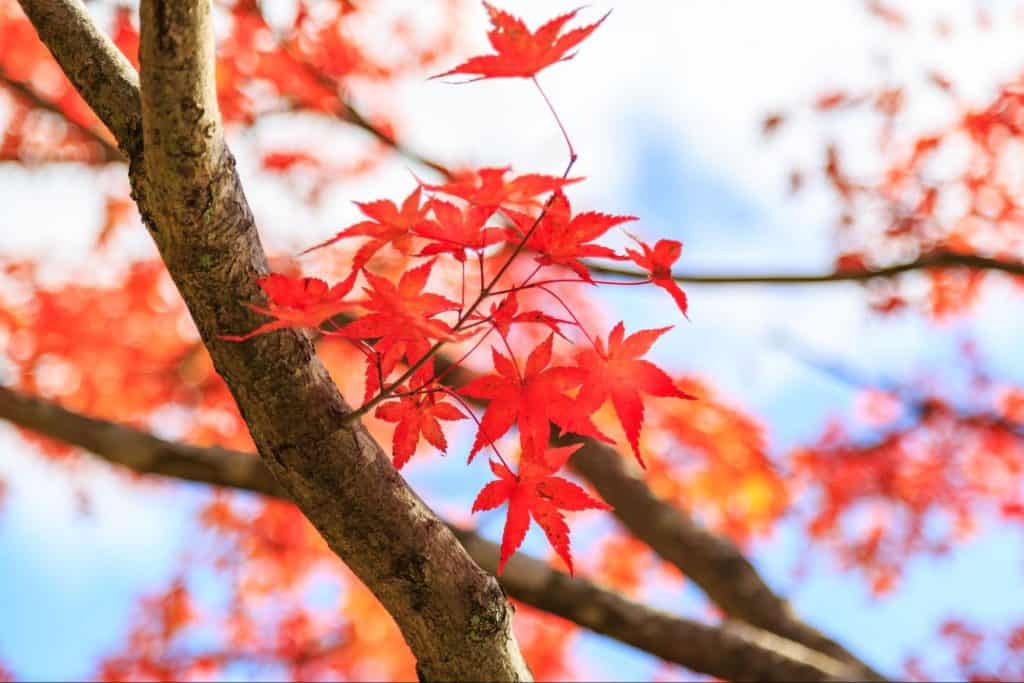 埼玉　紅葉　ドライブ