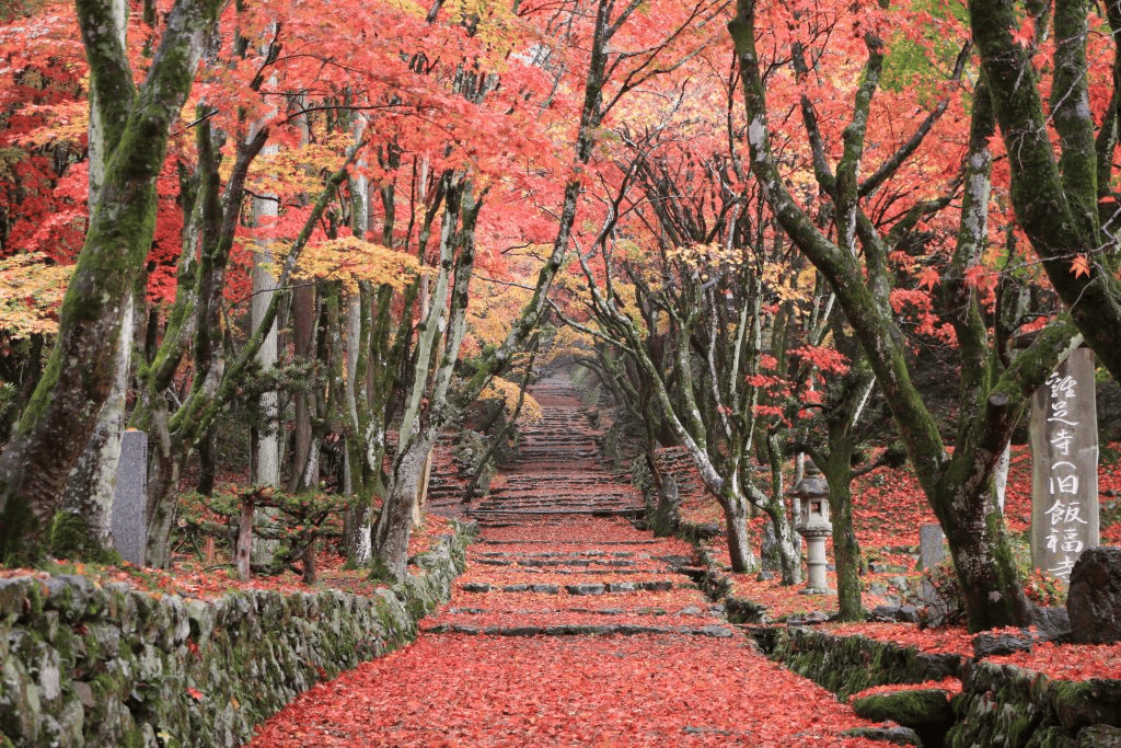 滋賀 紅葉　スポット