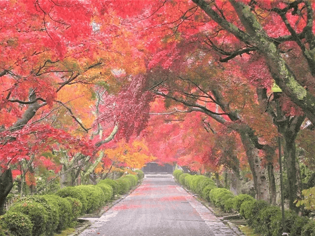 滋賀 紅葉　スポット