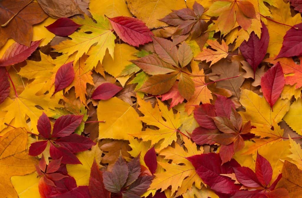 筑波山 紅葉 混雑 渋滞