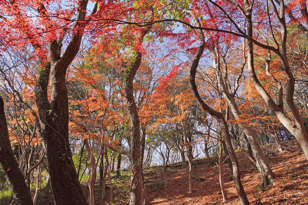 筑波山 紅葉 四季の道