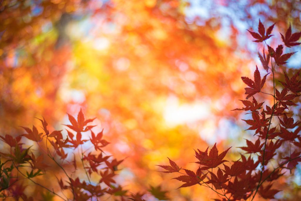 日光の紅葉時期