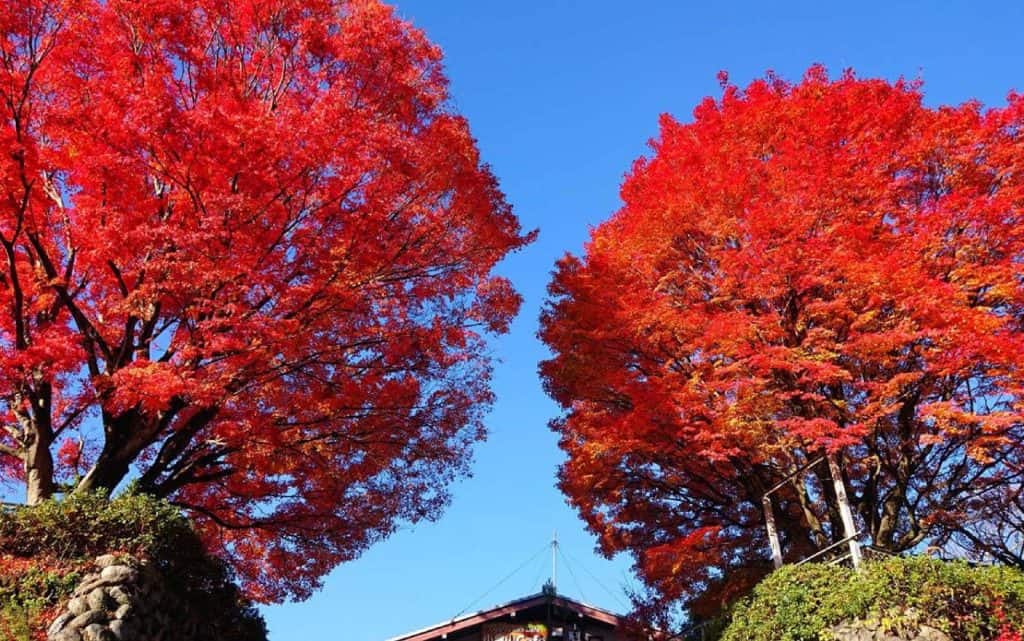 京都市｜嵐山高雄パークウェイ