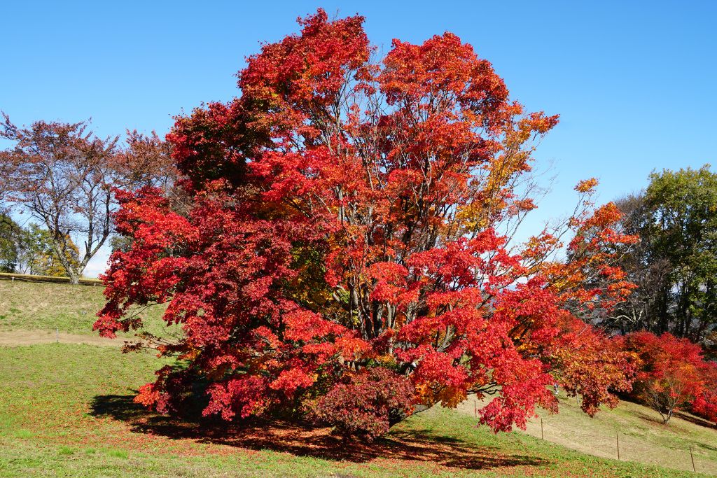 大峰高原七色大カエデ 紅葉