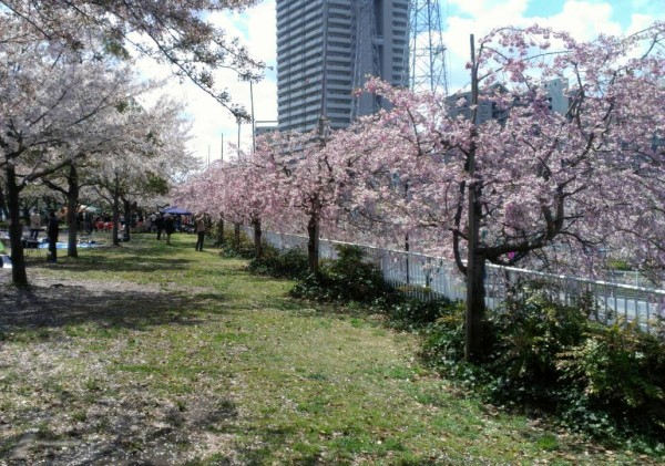 小松川千本桜バーベキュー場