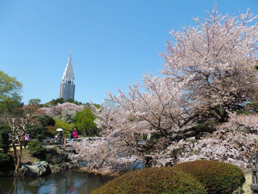 新宿御苑の桜