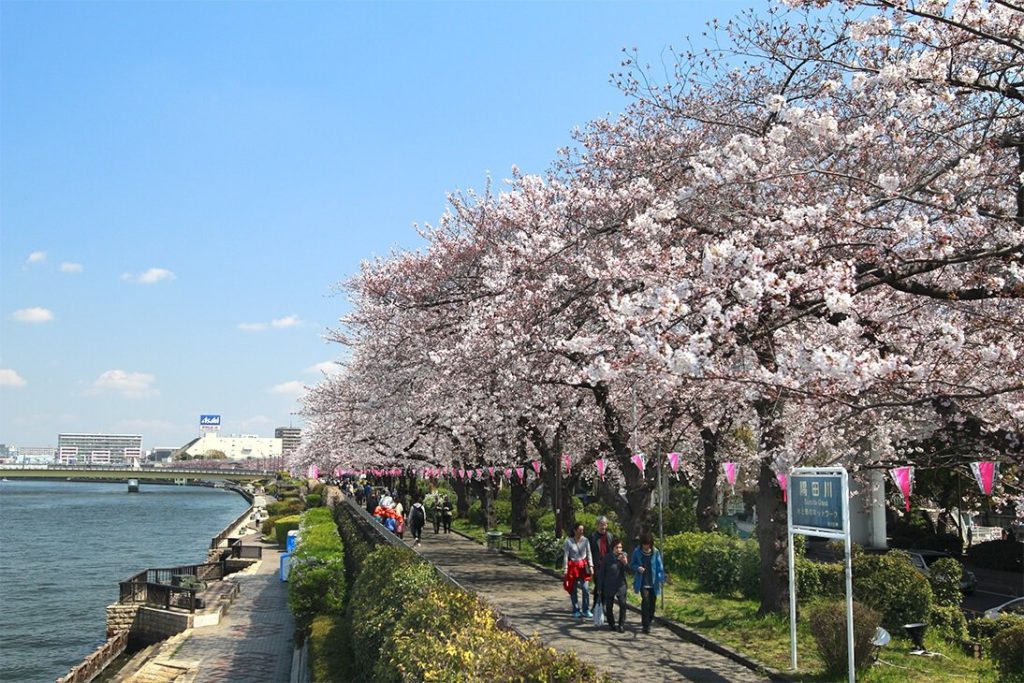 隅田公園の桜