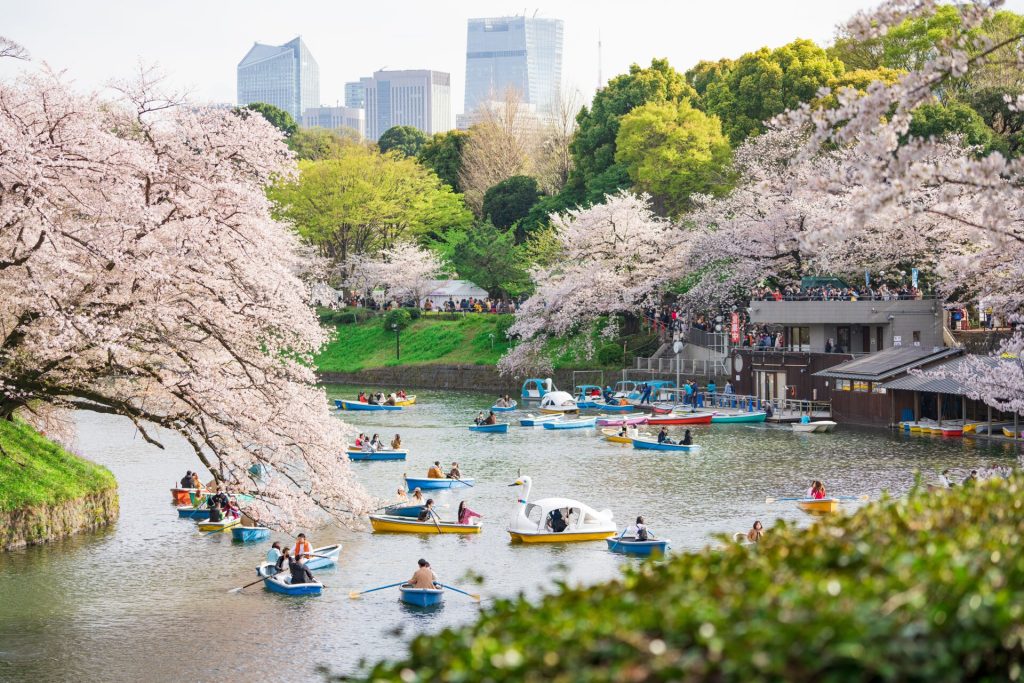 千鳥ヶ淵緑道の桜
