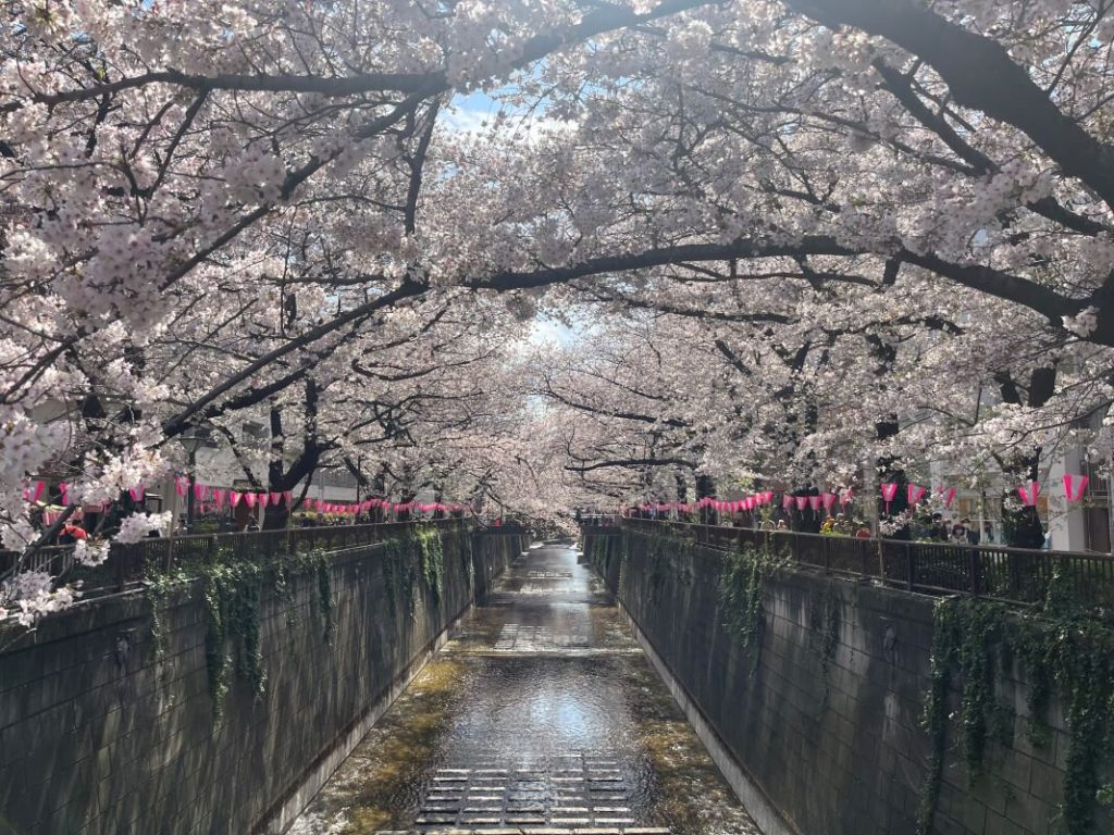 目黒川の桜