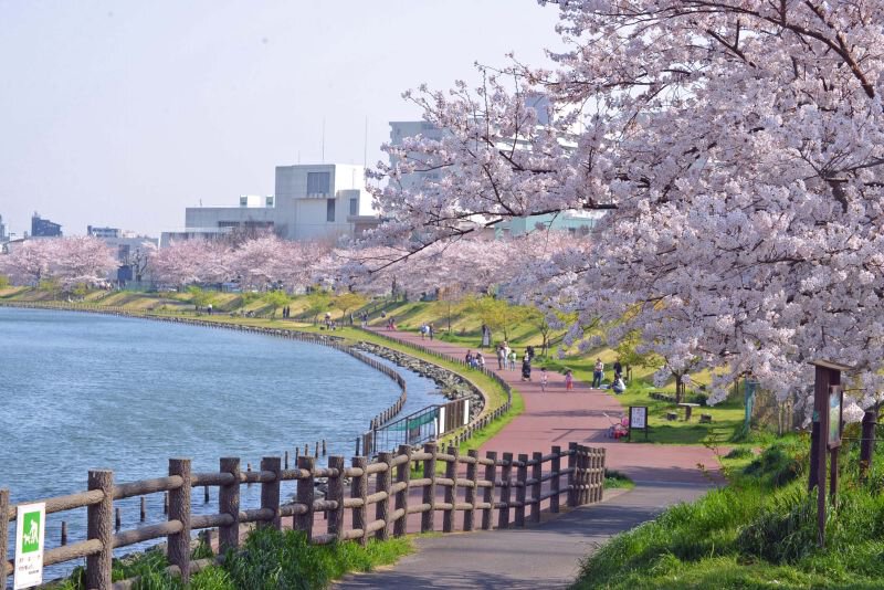 旧中川の桜